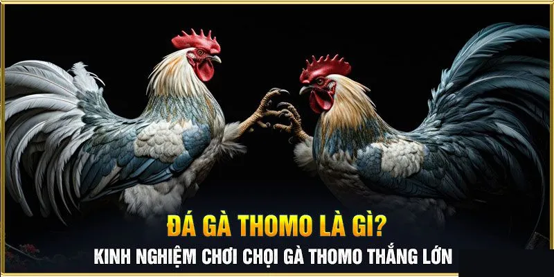 Lưu ý khi tham gia trực tiếp đá gà thomo là gì?